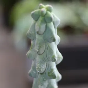 Boobie cactus