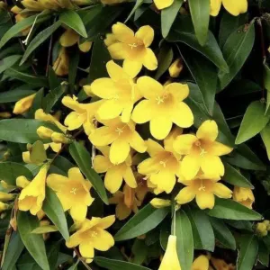 Carolina yellow jasmine