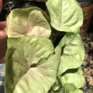 Arrowhead plant