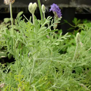 Fern Leaf Lavender