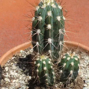 Toothpick Cactus