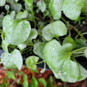 Miner's Lettuce