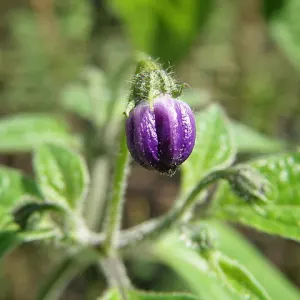 Rocoto pepper