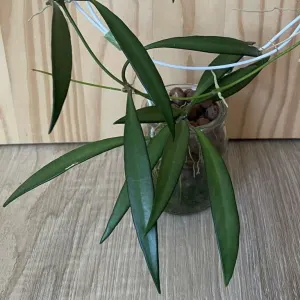 Bamboo wax plant