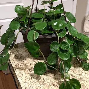 Hoya Chelsea
