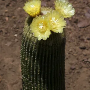 Lemon ball cactus