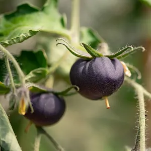 Black cherry tomato