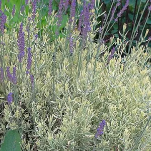 Sweet lavender