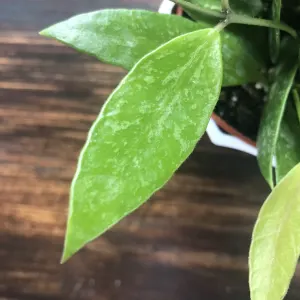 Wax plant