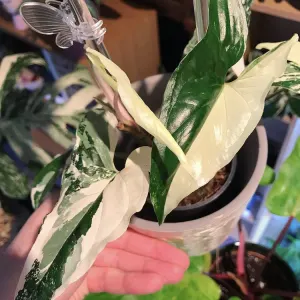 Arrowhead plant