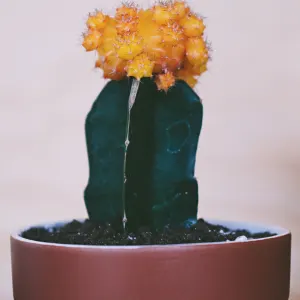 Moon Cactus