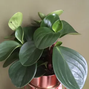 Baby Rubber Plant