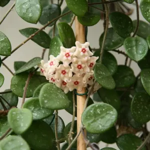 Hoya