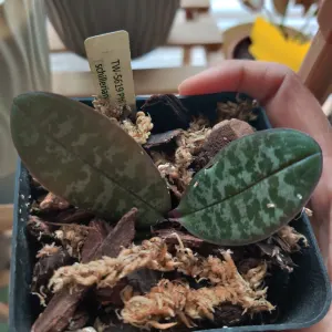 Phalaenopsis schilleriana