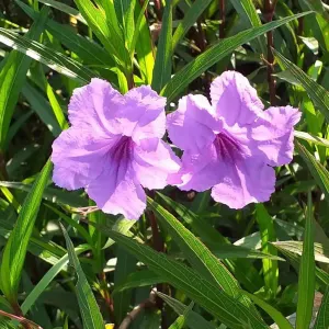 Mexican petunia