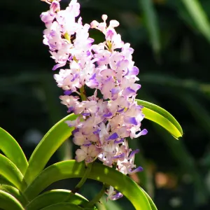 Rhynchostylis coelestis