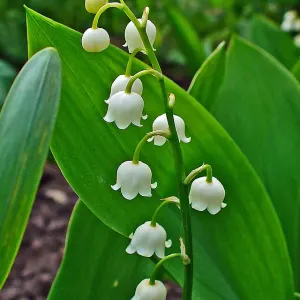 Lily of the valley