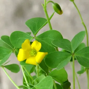 Yellow woodsorrel
