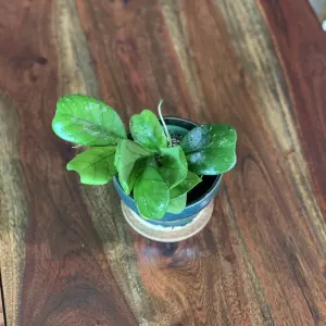 Hoya deykei