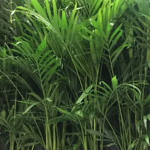 Cat Palm