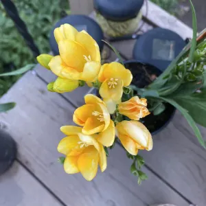 Freesia refracta