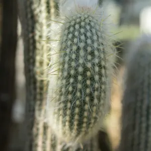 Peruvian old man cactus