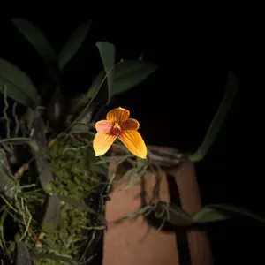 Bulbophyllum pardalotum