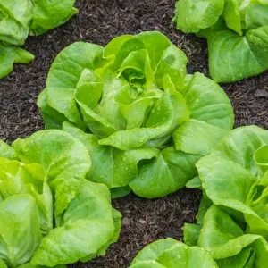 Butterhead lettuce