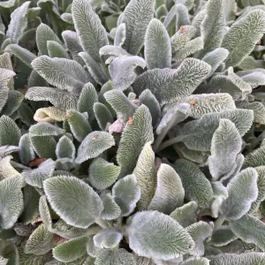 Lamb’s-ear
