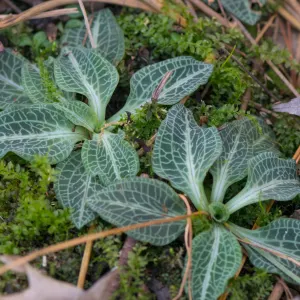 Downy rattlesnake plantain