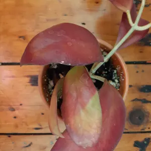 Hoya mindorensis