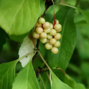 Magnolia-vine