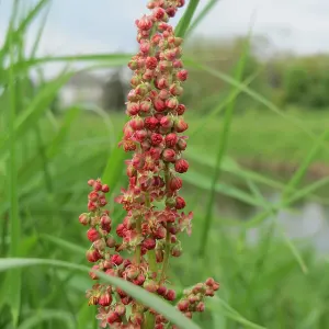 Common Sorrel