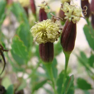 Bolivian coriander