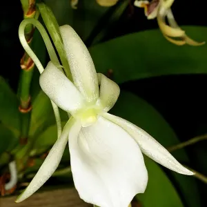 Angraecum leonis