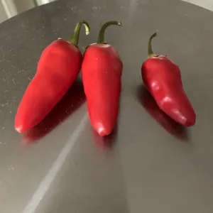 Fresno chili pepper