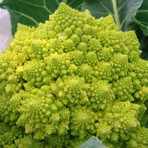 Broccoflower