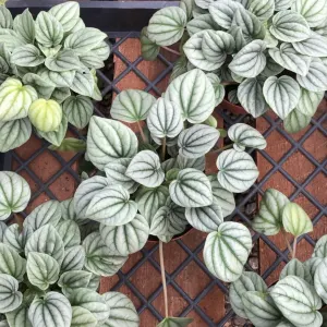 Frost peperomia