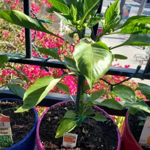 Sweet pepper