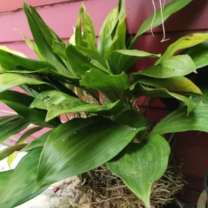 Stanhopea orchid