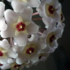 Porcelain Flower - mixed varieties 