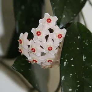 Porcelain Flower - mixed varieties 