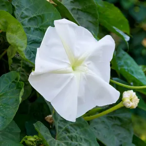 Moonflower