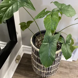 Arrowhead plant