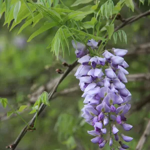 American Wisteria