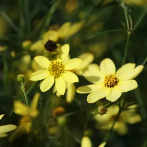 Threadleaf Tickseed