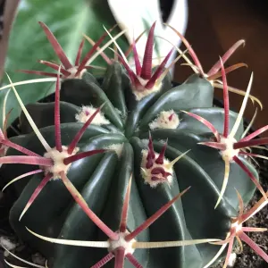 Devil’s tongue cactus