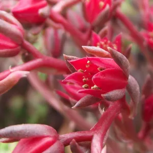 Echeveria