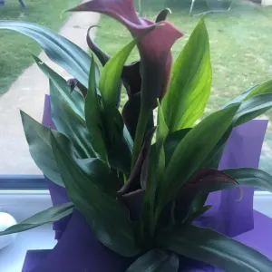 Arum Lily