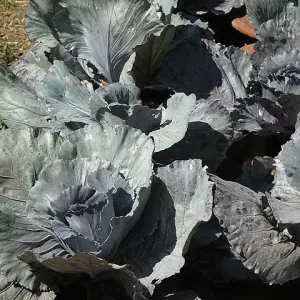 Red cabbage